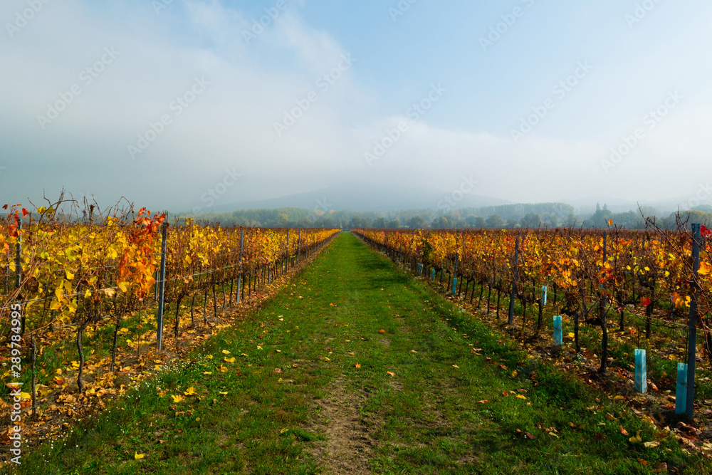 october vineyard landscape, Gulacs hill at background cloud, Hungary