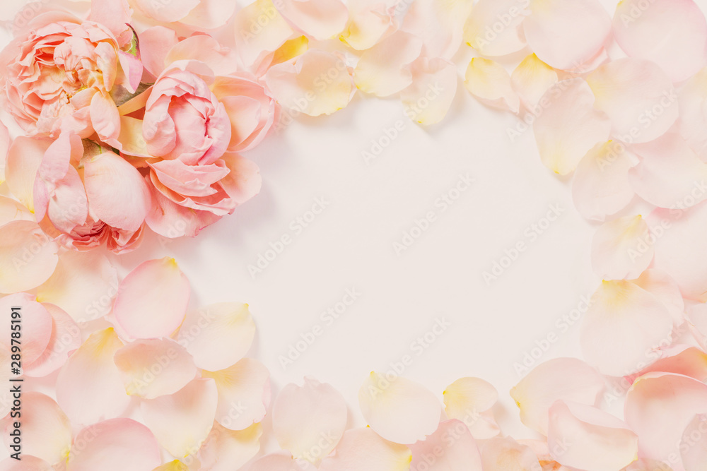 rose flowers and petals on white  background