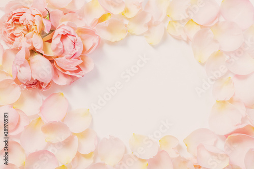 rose flowers and petals on white  background