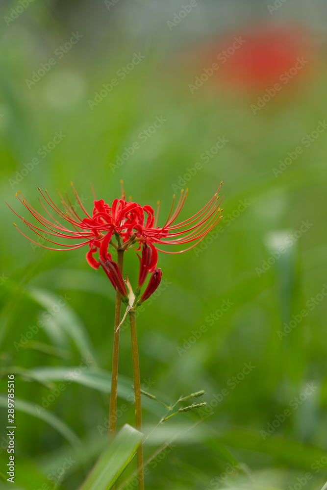 彼岸花