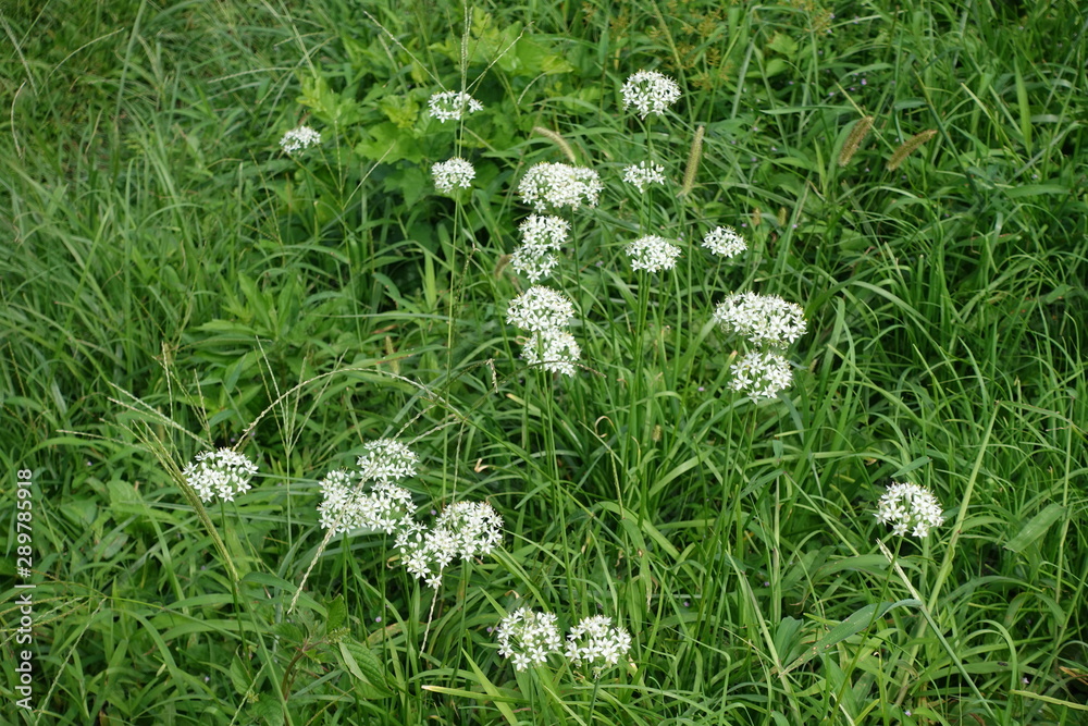 ニラの花 ニラの花