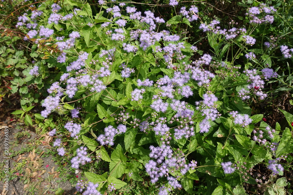 花 花