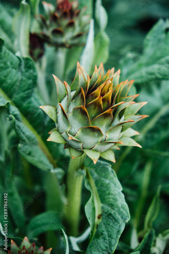 Ripe organic artichoke in the garden. Healthy eating. Ripe organic artichoke in the garden. Healthy eating.