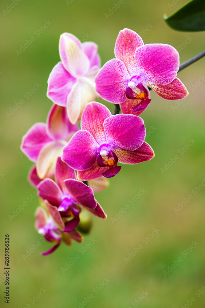 Beautiful pink orchid - phalaenopsis Beautiful pink orchid - phalaenopsis