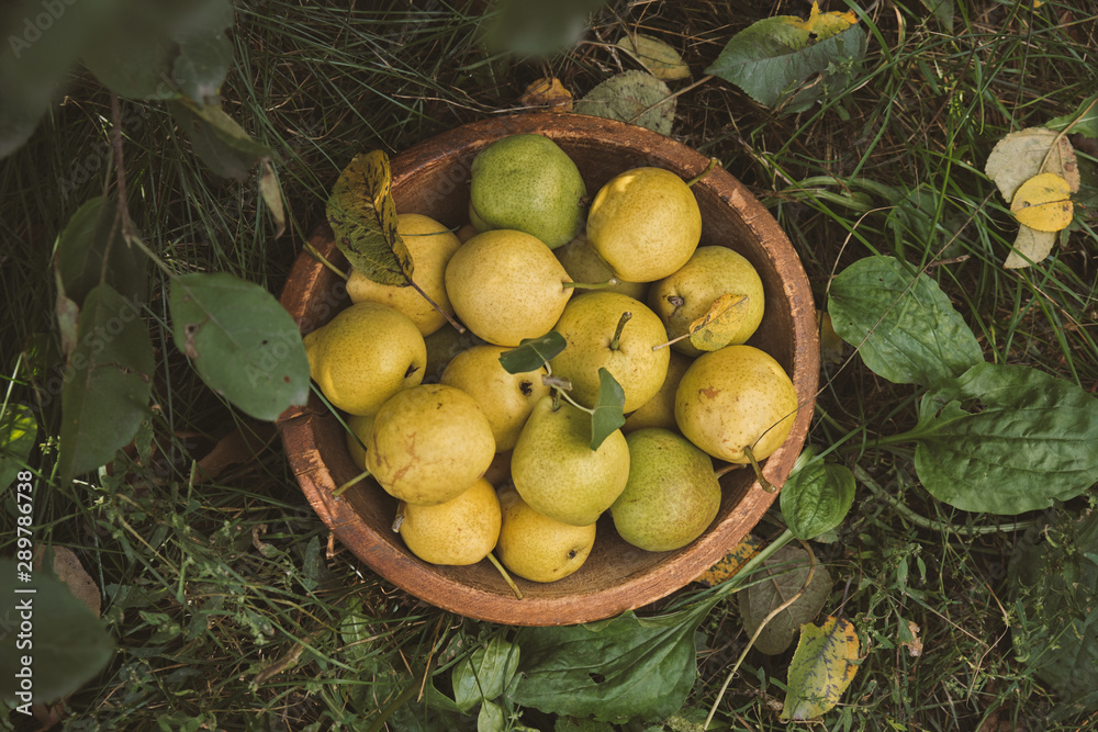 Yellow ripe pears in a bowl on the grass. Organic food. Top view
