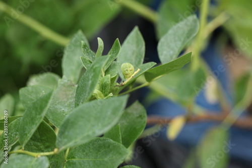 garden blueberry seedlings for transplanting in an earthen container. five years old