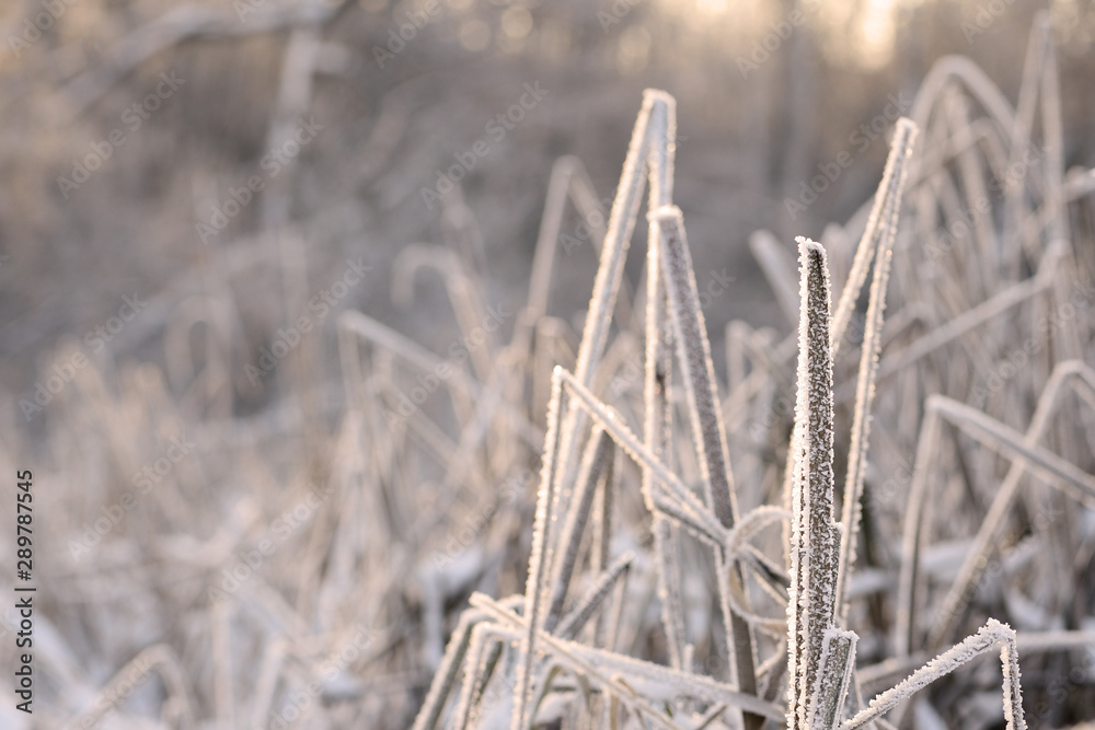 Fototapeta premium Dry grass in winter forest covered with hoarfrost close up