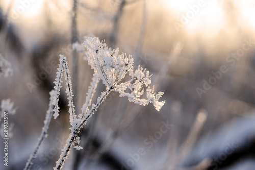 Dry grass in winter forest covered with hoarfrost close up