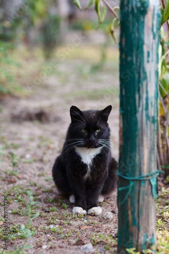  Young black and white cat sitting on the yard