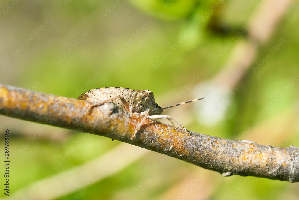 graue Gartenwanze (Rhaphigaster nebulosa) auf dem Zweig eines Weißdorn im Frühling graue Gartenwanze (Rhaphigaster nebulosa) auf dem Zweig eines Weißdorn im Frühling