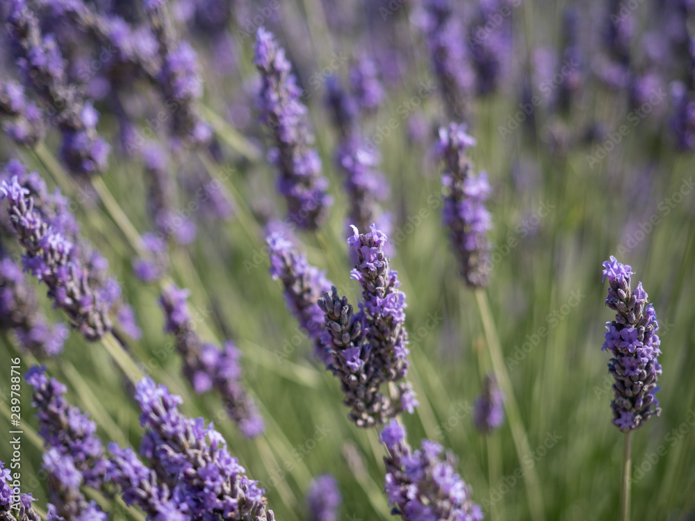 Obraz premium France, Provence, Valensole. July 2019. At the Valensole plain it is possible to enjoy the spectacle of lavender bloom in a unique context in the world.