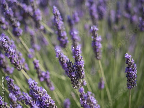 France, Provence, Valensole. July 2019. At the Valensole plain it is possible to enjoy the spectacle of lavender bloom in a unique context in the world.