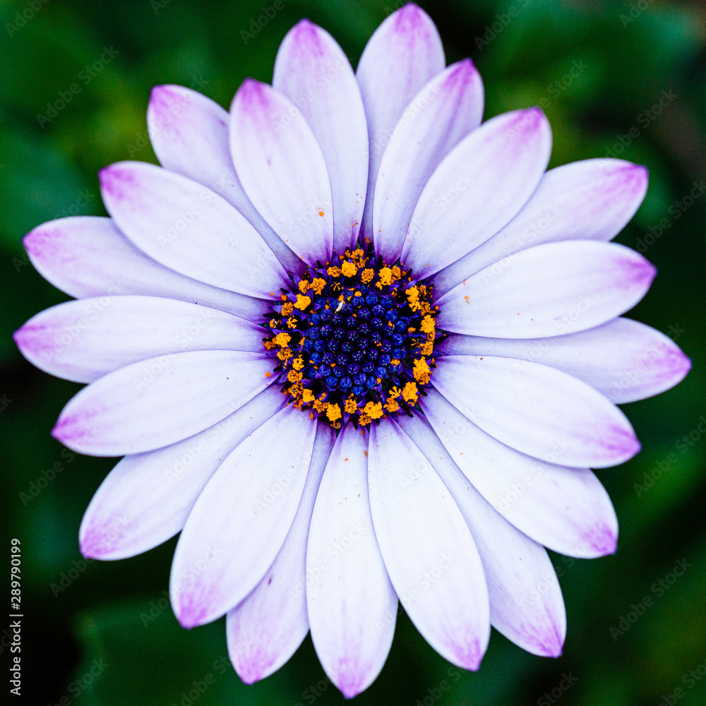 African Daisy