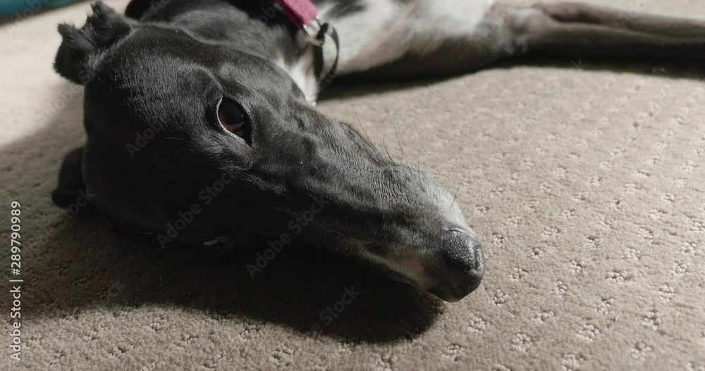 closeup portrait of a greyhound with large puppy dog eyes is lying down