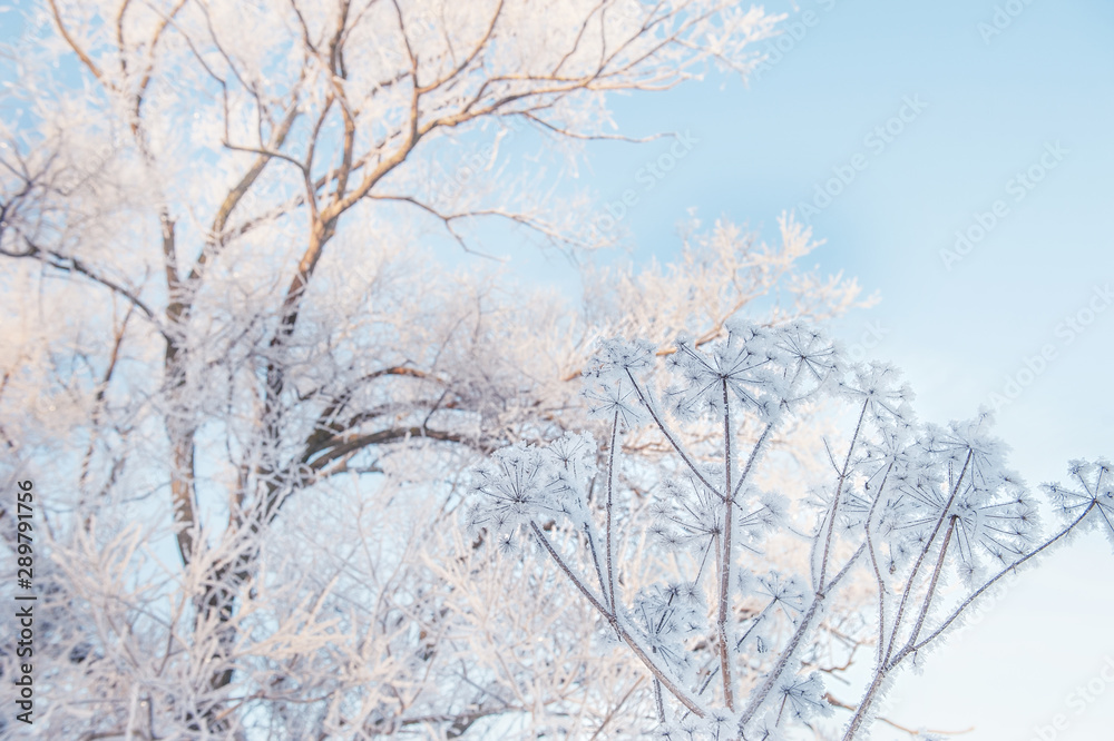 Dry grass against the blue sky in winter. Dry the umbrellas of plants covered with frost, upright. Shining cold in the winter woods. Christmas background. Dry grass against the blue sky in winter. Dry the umbrellas of plants covered with frost, upright. Shining cold in the winter woods. Christmas background.