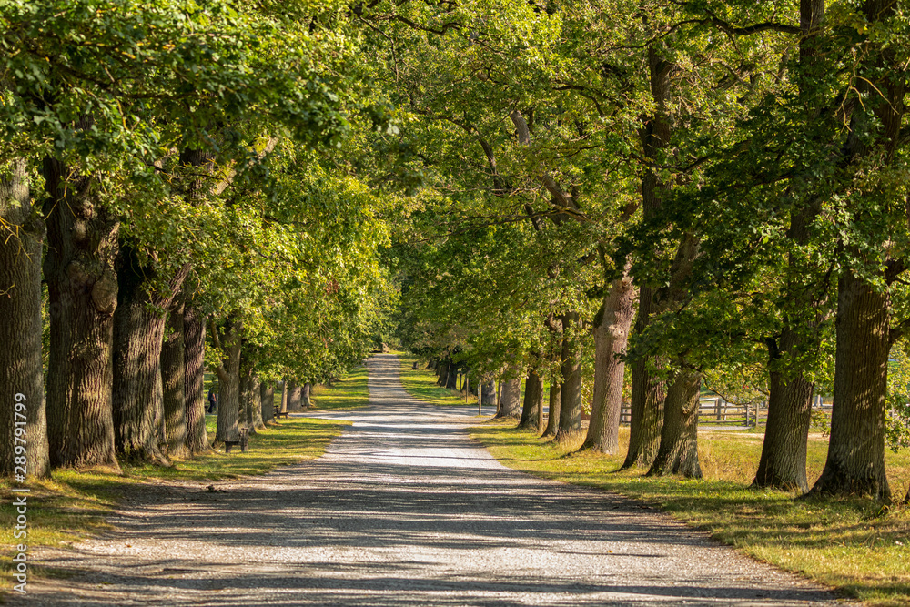 Naklejka premium Tierpark Sababurg