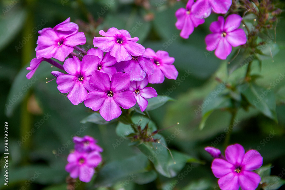 Phlox