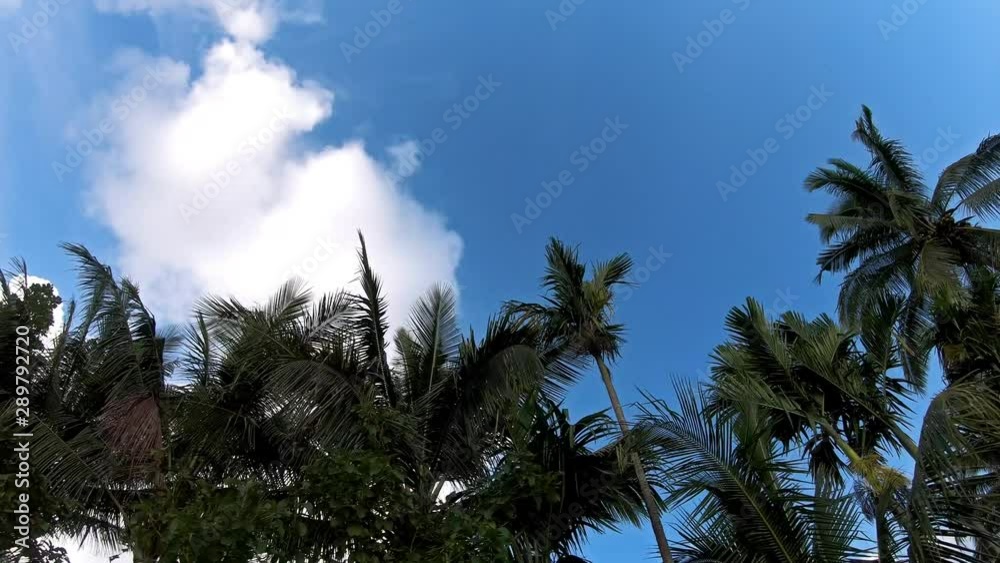 Green landscape natural view of floating palm trees in the rainforest in Indonesia. Green jungle background passing by in slow motion. Green landscape natural view of floating palm trees in the rainforest in Indonesia. Green jungle background passing by in slow motion.