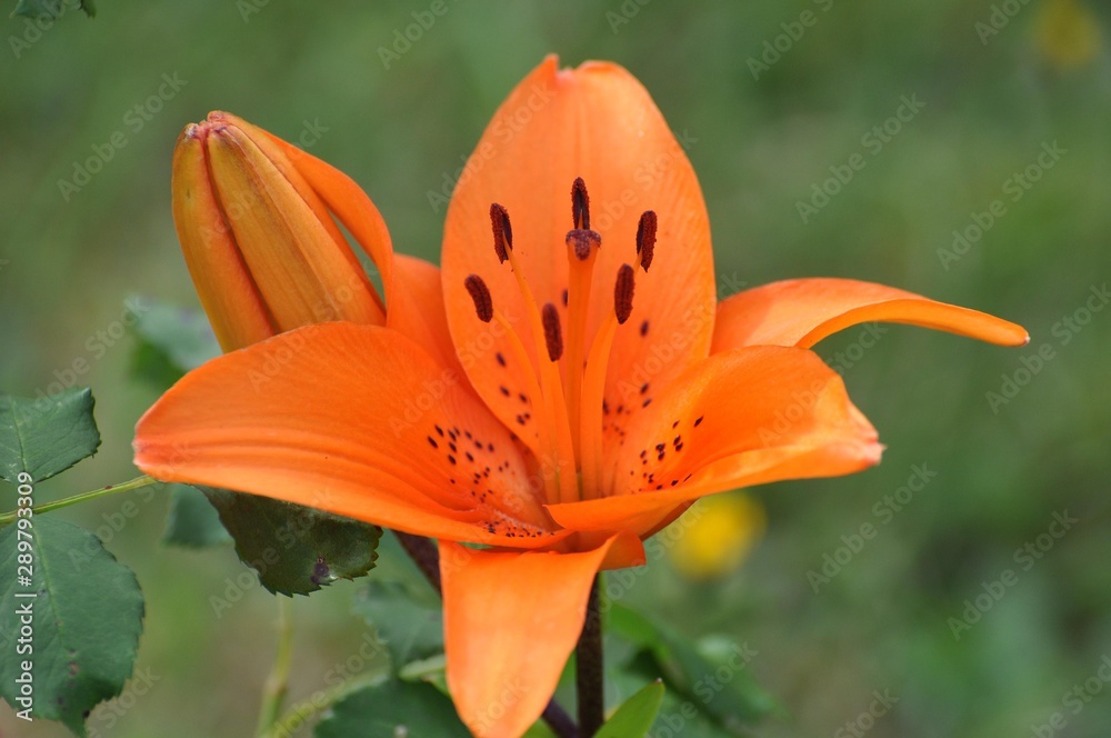 Lilien Lilien