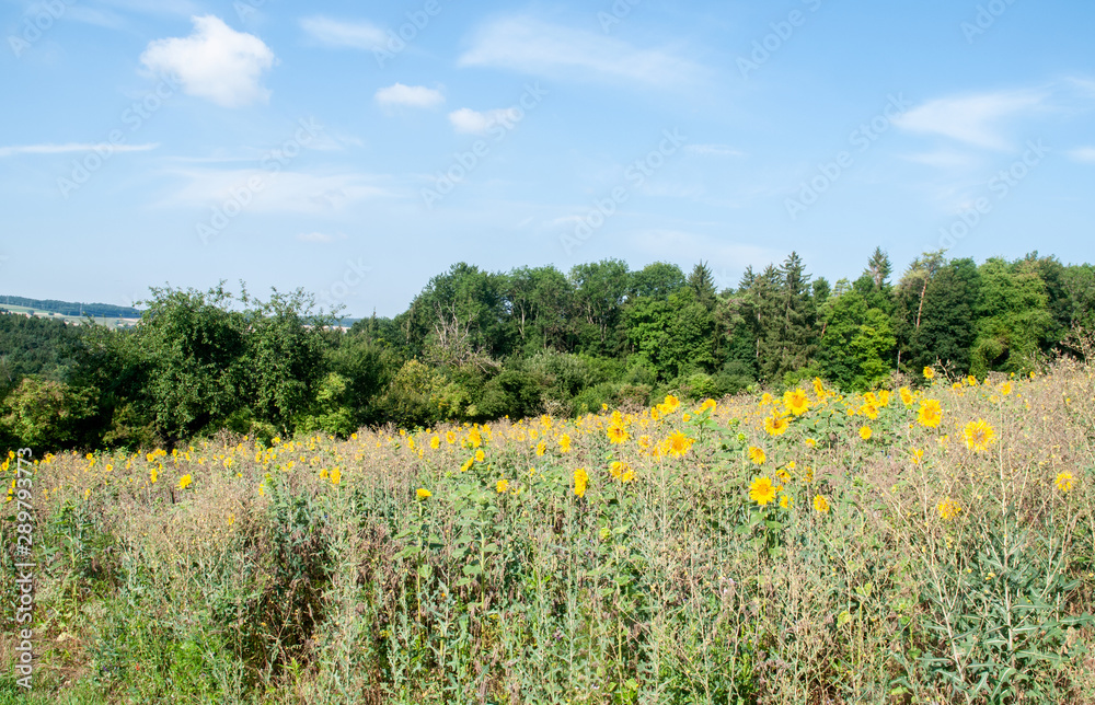 Fototapeta premium hilly landscape in swabian alb with sunflowers in meadow
