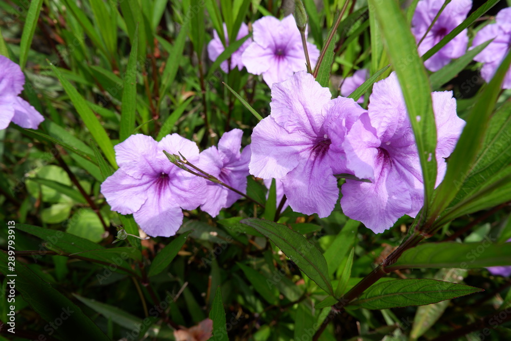 purple flowers in the garden purple flowers in the garden