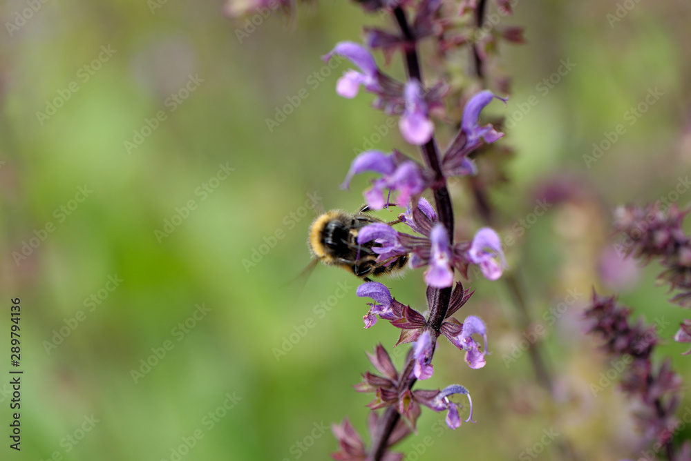 European honey bee on the flower European honey bee on the flower