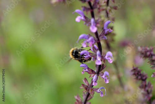 European honey bee on the flower © adfoto