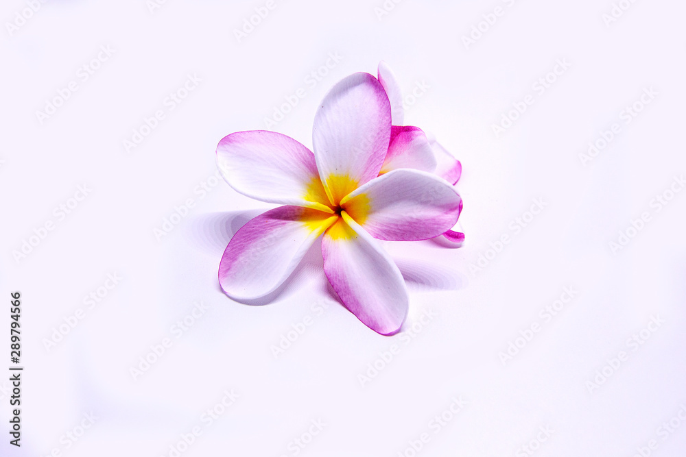 flower isolated on white background flower isolated on white background