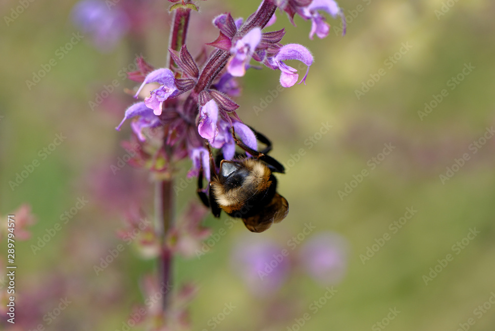 European honey bee on the flower European honey bee on the flower