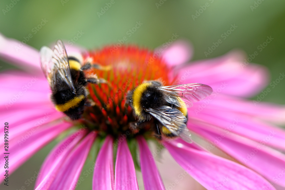 European honey bee on the flower European honey bee on the flower