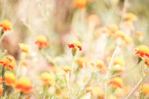 Autumn background with orange marigolds  © 2207918