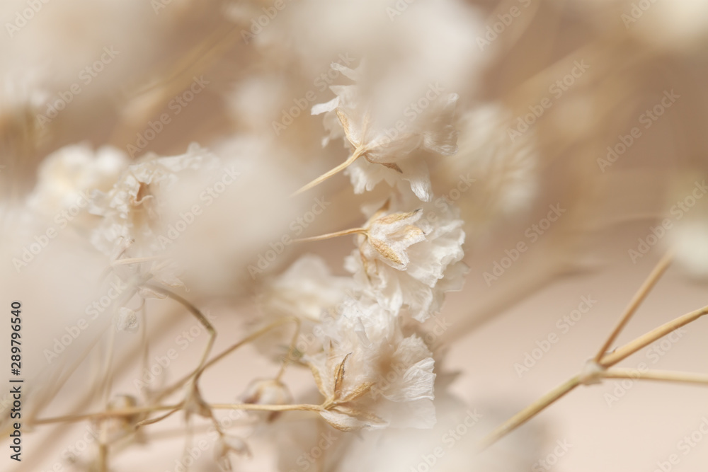 Gypsophila dry little beige flowers in closeup macro - obrazy, fototapety, plakaty 