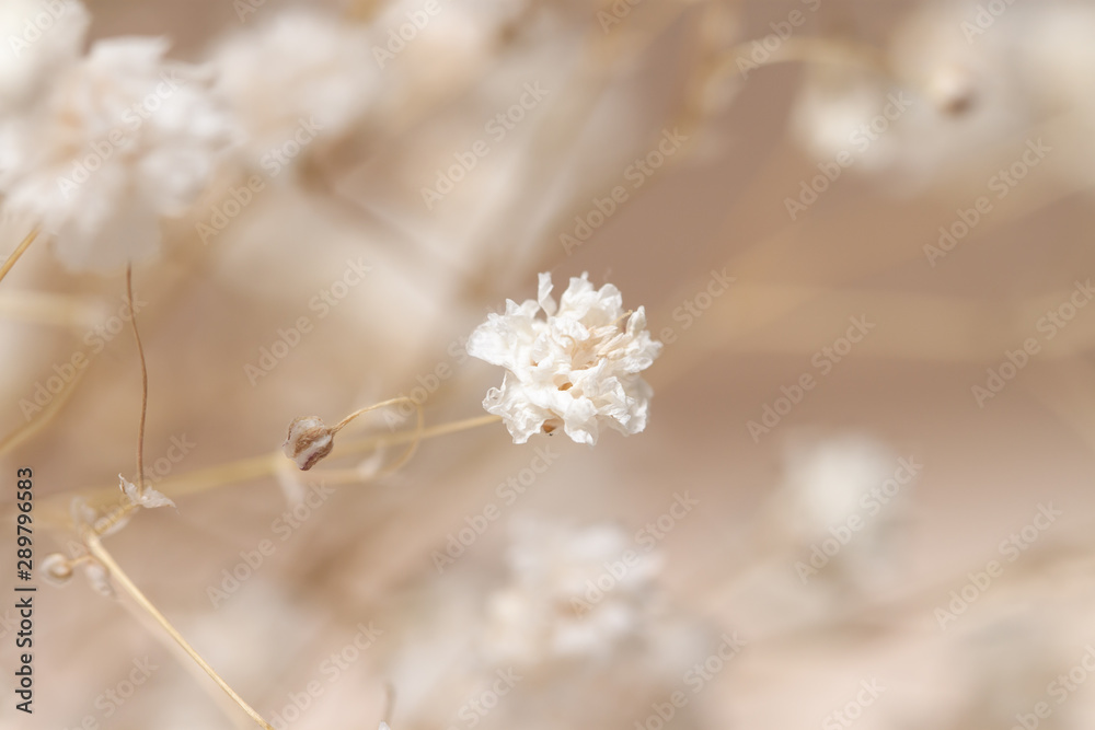 Gypsophila dry little white flowers one macro Gypsophila dry little white flowers one macro