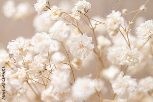 Fototapeta kremowe białe kwiaty