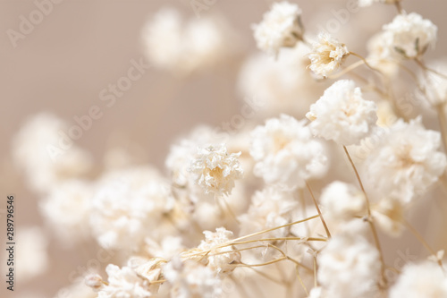 Gypsophila dry little white flowers detailed macro © Tanaly