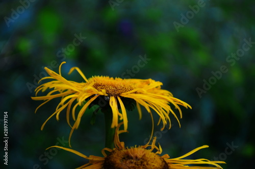 elecampane medicinal plant with beautiful large yellow flowers