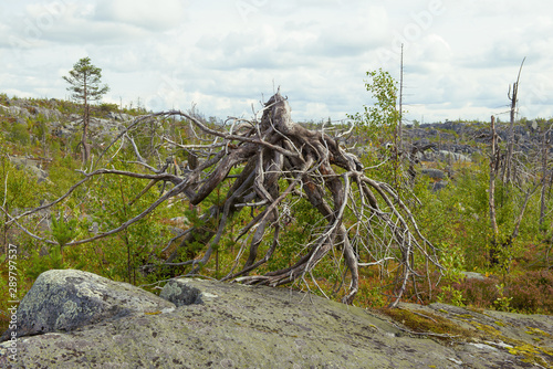 Fancy driftwood similar to an octopus on Mount Vottovaara. Korelia, Russia