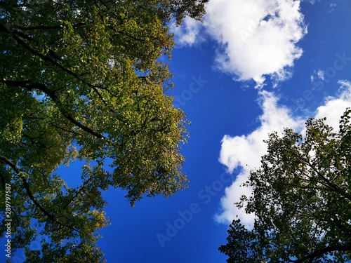 Bright blue sky  clouds and treetops. Photo bottom up.
