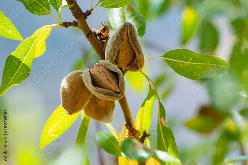 Fototapeta Ripe almonds nuts on almond tree ready to harvest