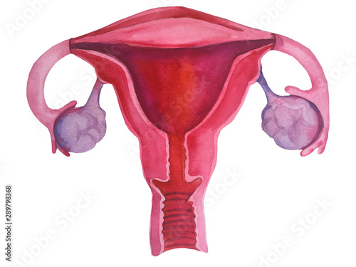 Vászonkép Watercolor women's print, organ of the uterus with flowers, feminism, female nature