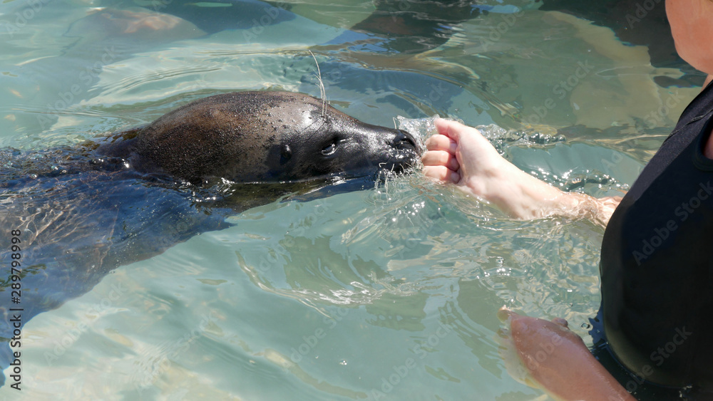 Obraz premium Human and seal together