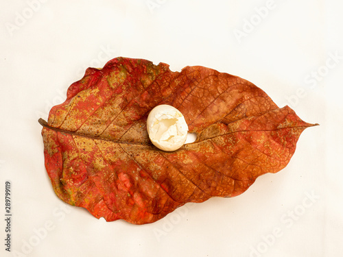Obraz na plátne Dry Leaf with egg shell.