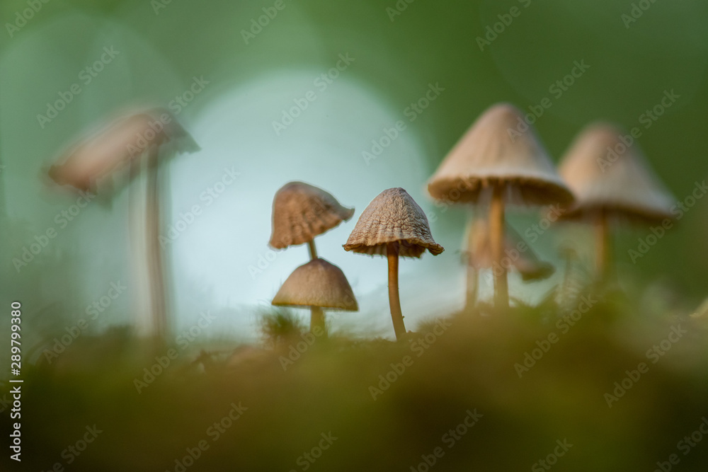Closeup mushroom in lush forest Closeup mushroom in lush forest