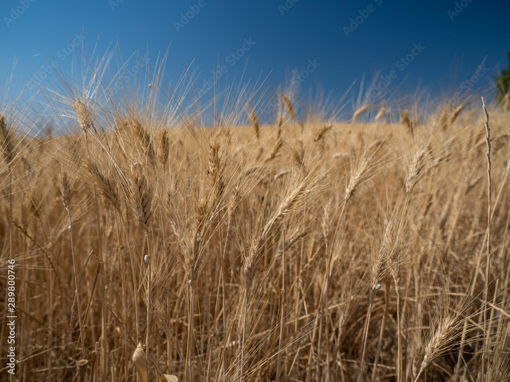 France, jul 2019: Yellow wheat fields in Provence France, jul 2019: Yellow wheat fields in Provence