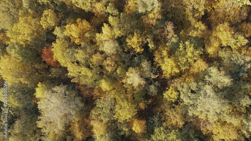 Autumn Forest Tops Autumn Forest Tops