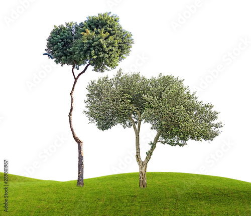 Olive tree on white background