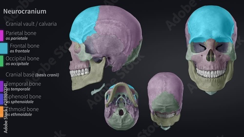 Skull - cranium - educational video with labels part 2