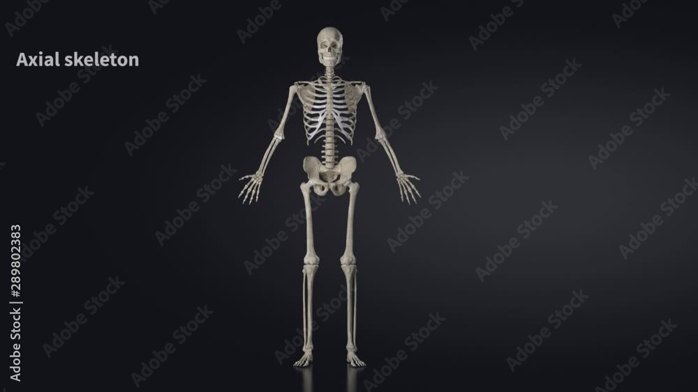 Overview of the skeleton - educational video with labels Overview of the skeleton - educational video with labels