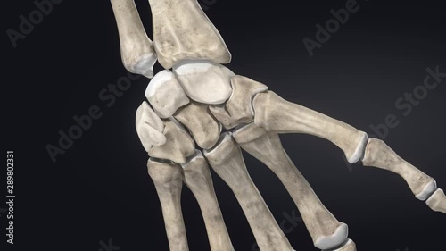 Carpal bones  – wrist bones -  educational video with labels photo