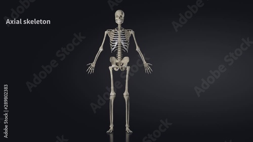 Overview of the skeleton - educational video with labels photo